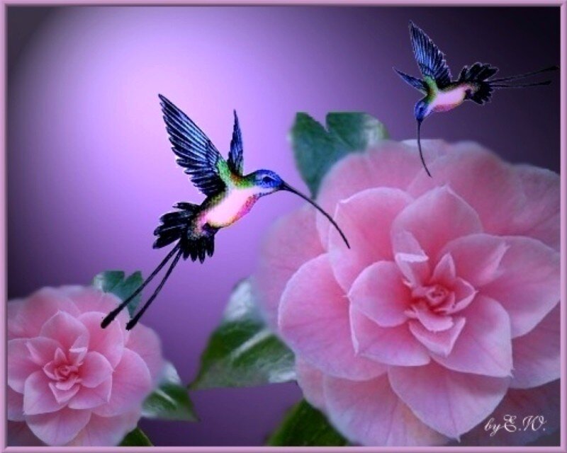 Hummingbirds and pink flowers