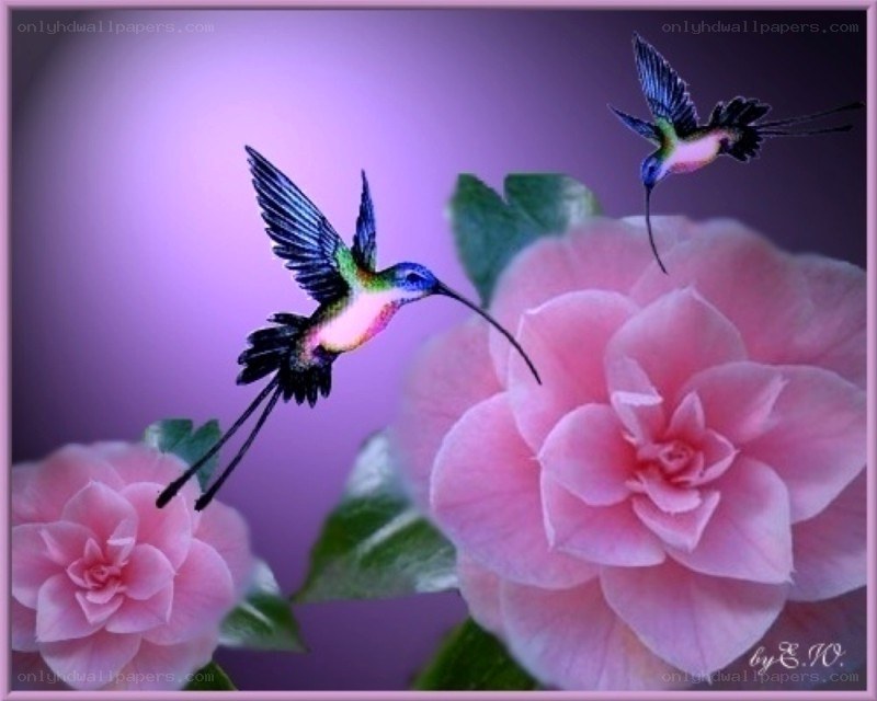 Hummingbirds and pink flowers