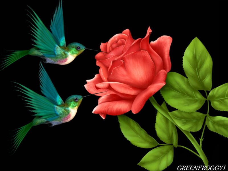Hummingbirds and Rose
