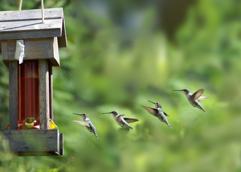 hummingbirds at a feeder