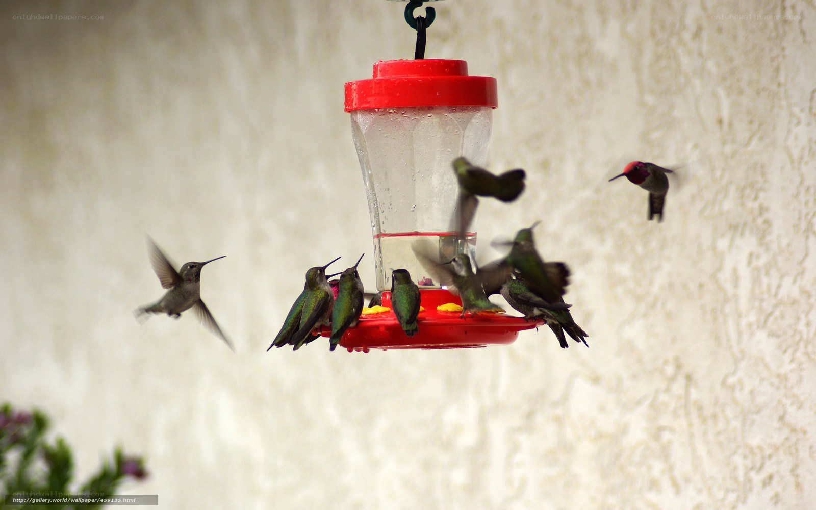 Hummingbirds at a feeder