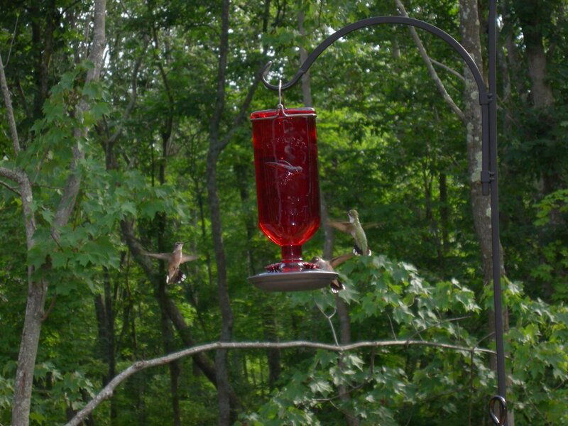 Hummingbirds at Feeder — Green