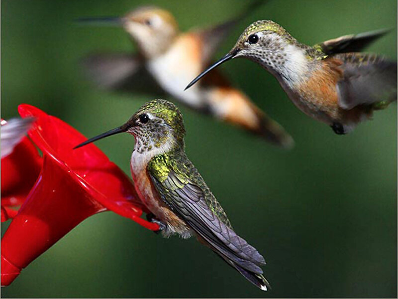 Hummingbirds at Feeder — Red