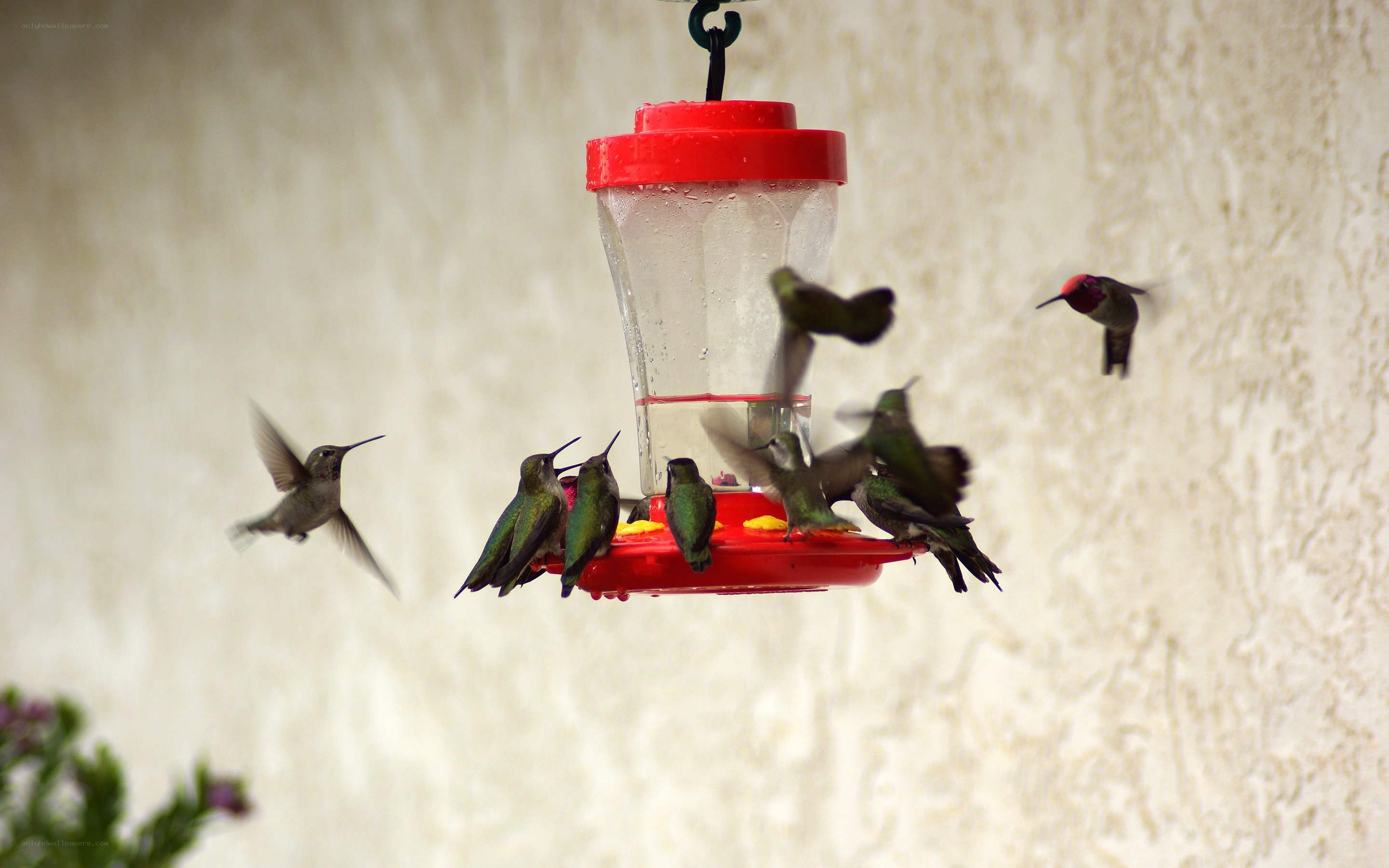 hummingbirds at feeder