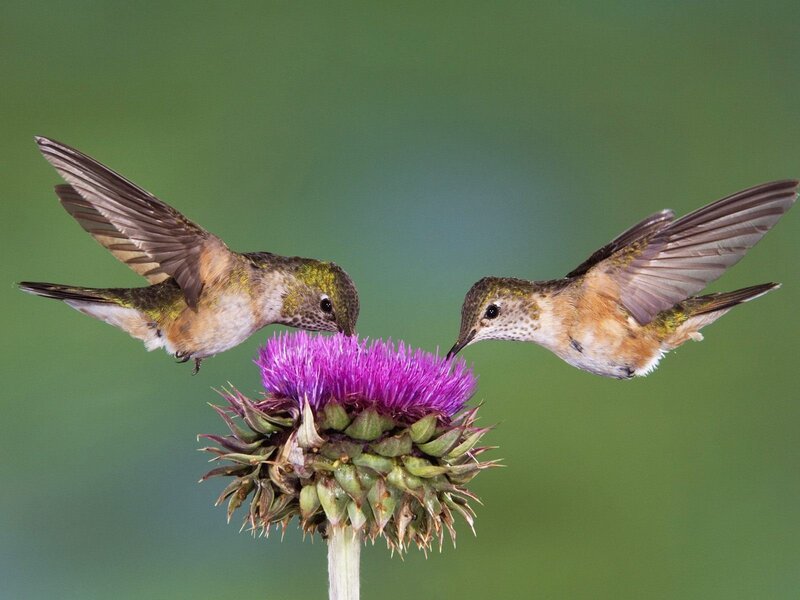 Hummingbirds feeding on a thistle