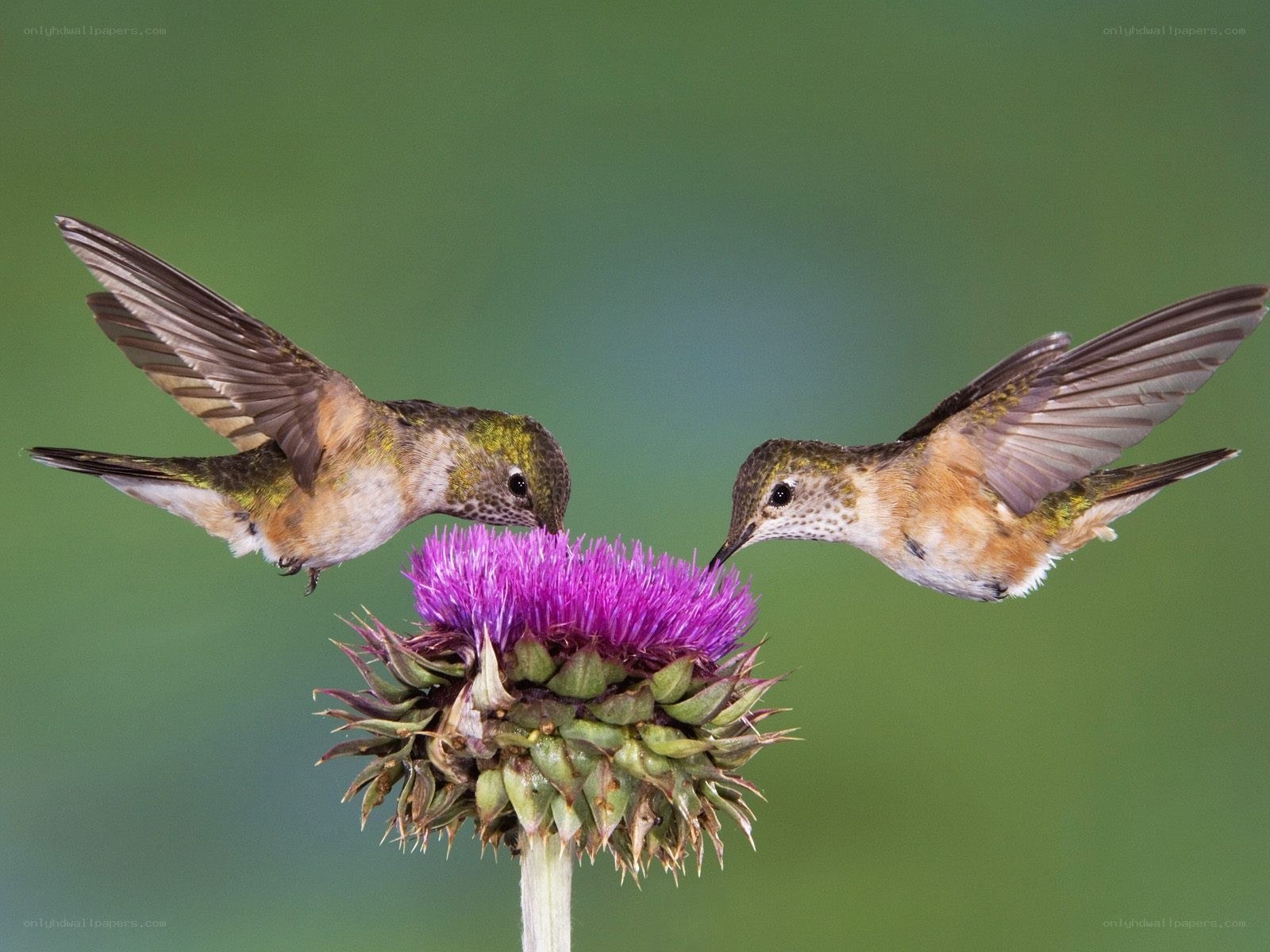 Hummingbirds feeding on a thistle