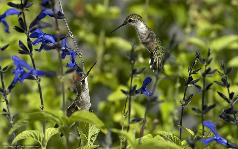 Hummingbirds feeding on blue flowers