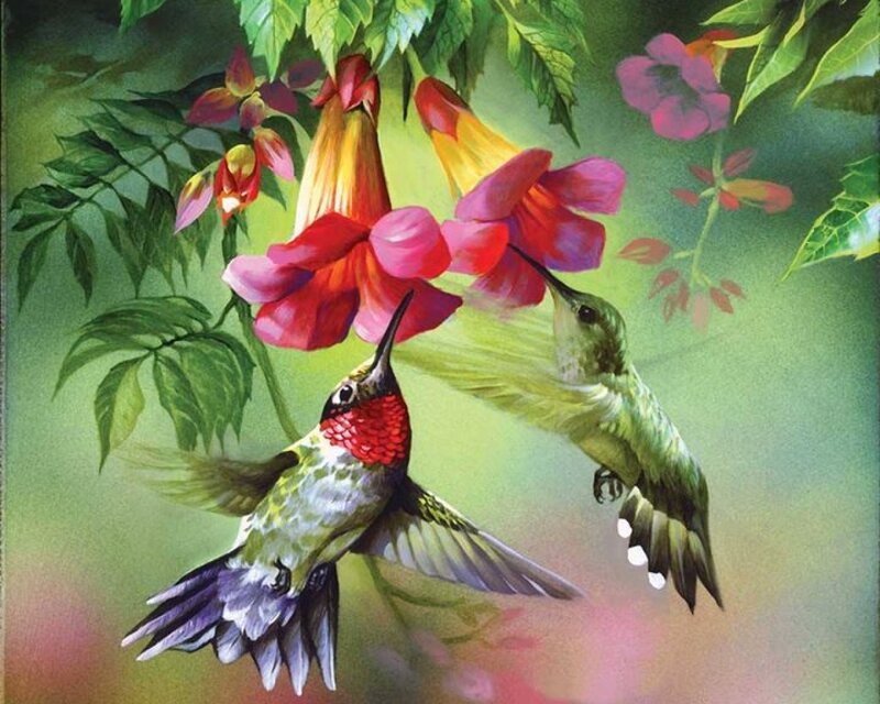 Hummingbirds Feeding on Flowers — Green