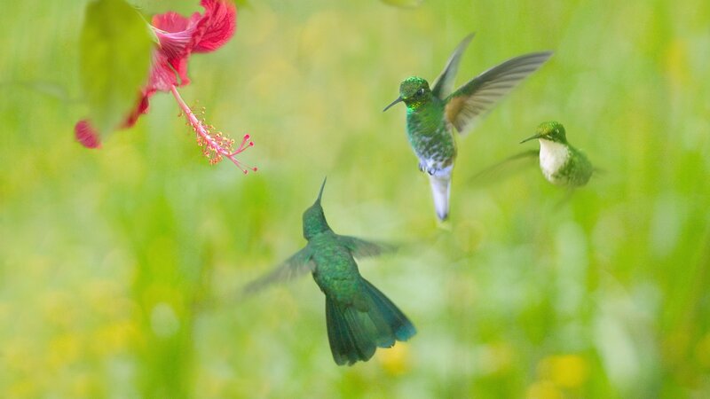 Hummingbirds feeding on hibiscus