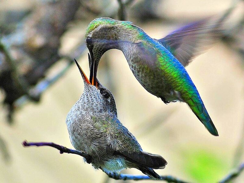 Hummingbirds feeding