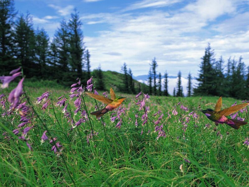 Hummingbirds in a meadow