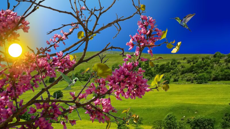 Hummingbirds in Blossoms