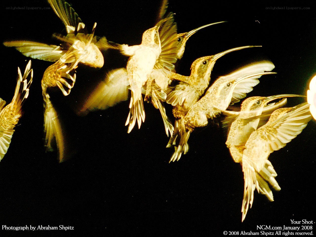 hummingbirds in flight