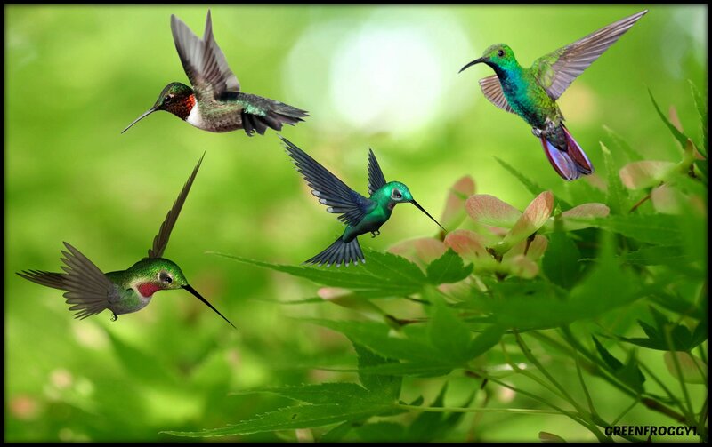 Hummingbirds in Flight — Green