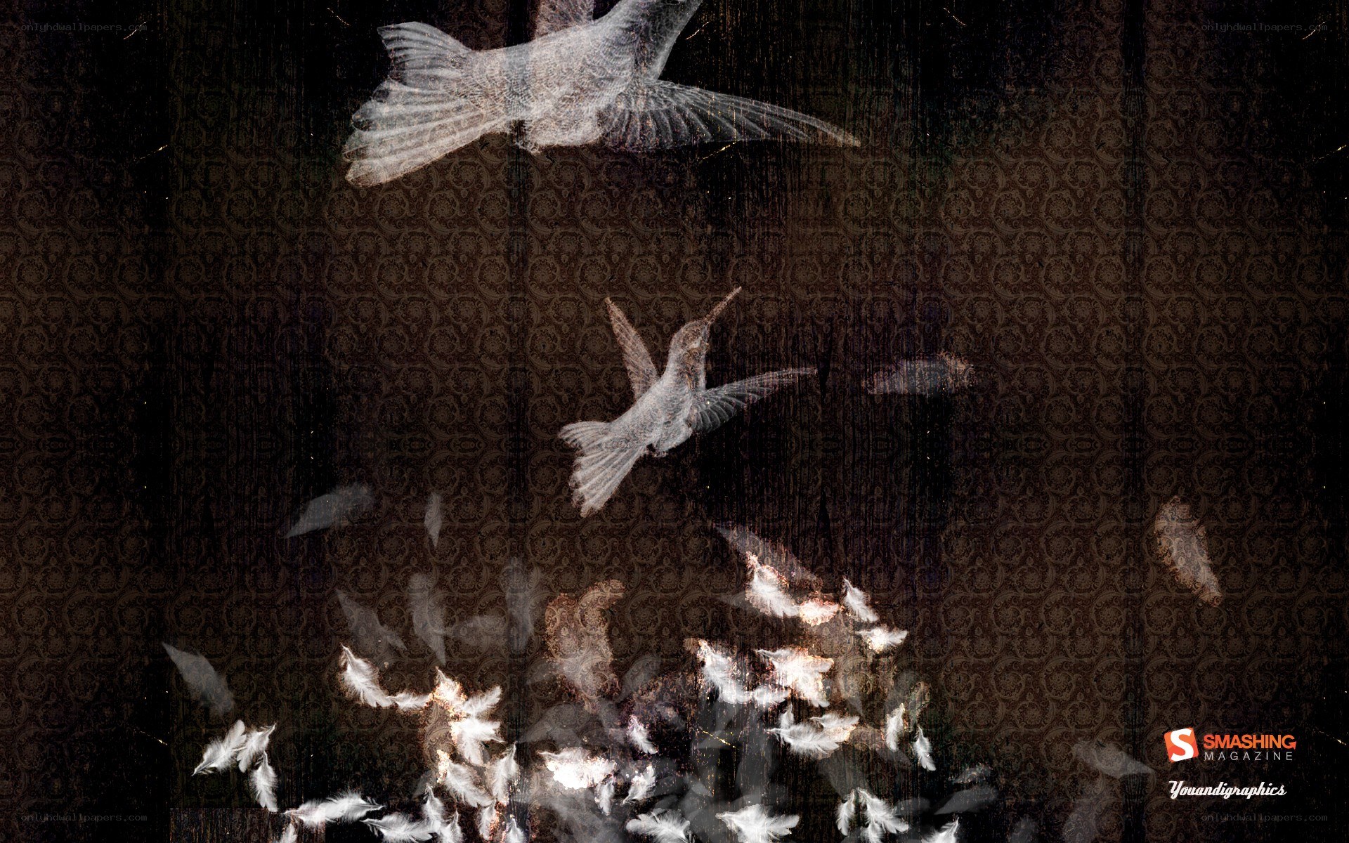 hummingbirds in flight