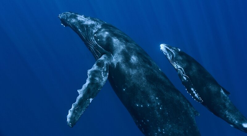 Humpback Whale and Calf — Blue, Serene