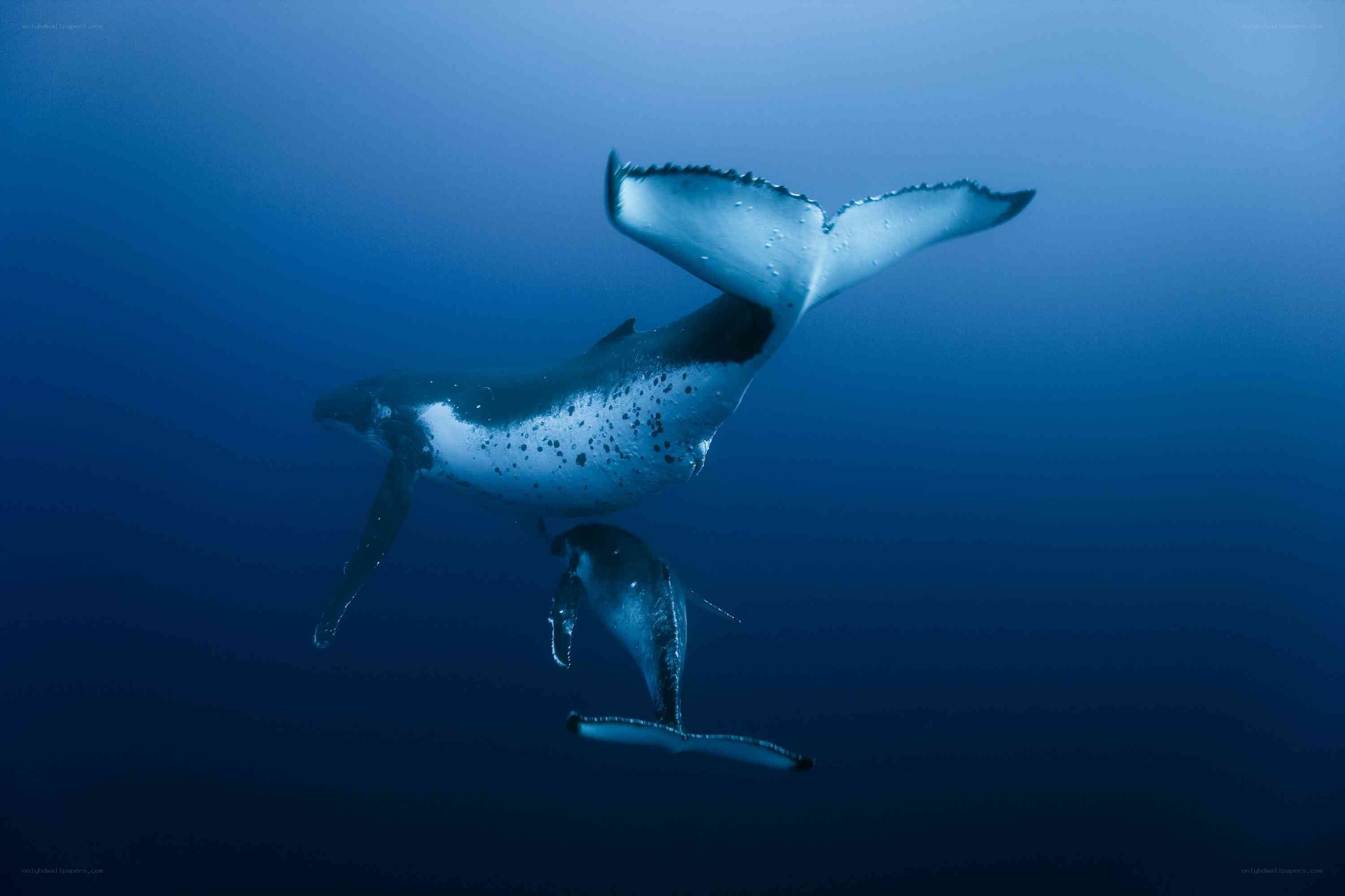 Humpback whale and calf swimming