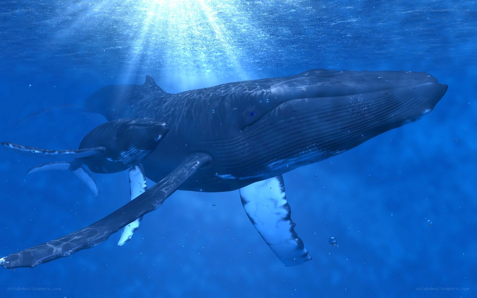 Humpback whale and calf underwater