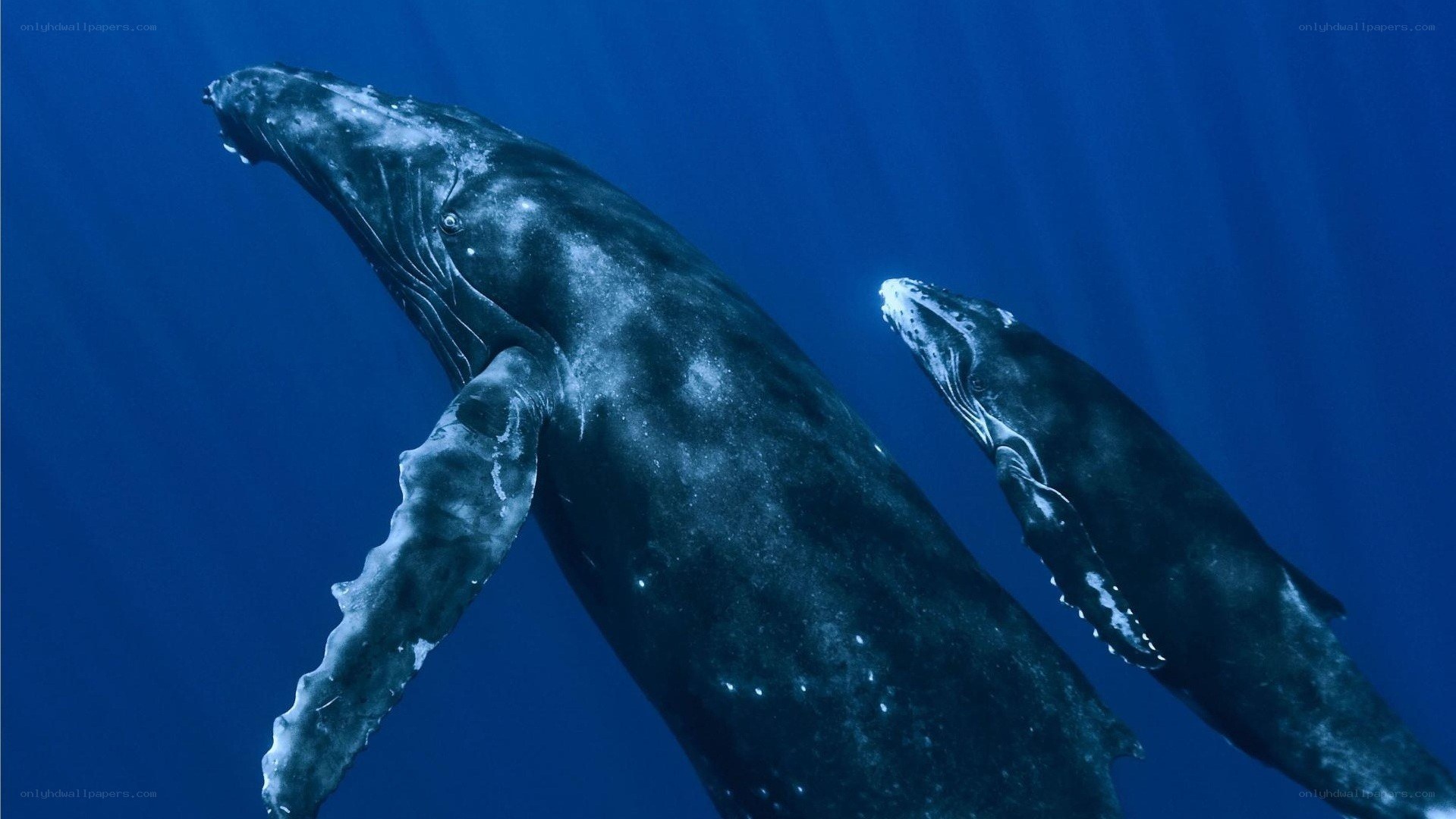 Humpback whale and calf underwater