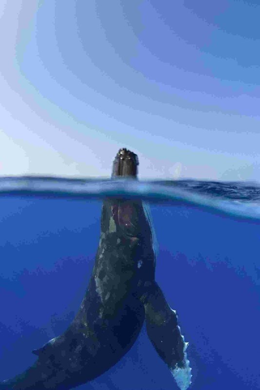 Humpback whale at surface