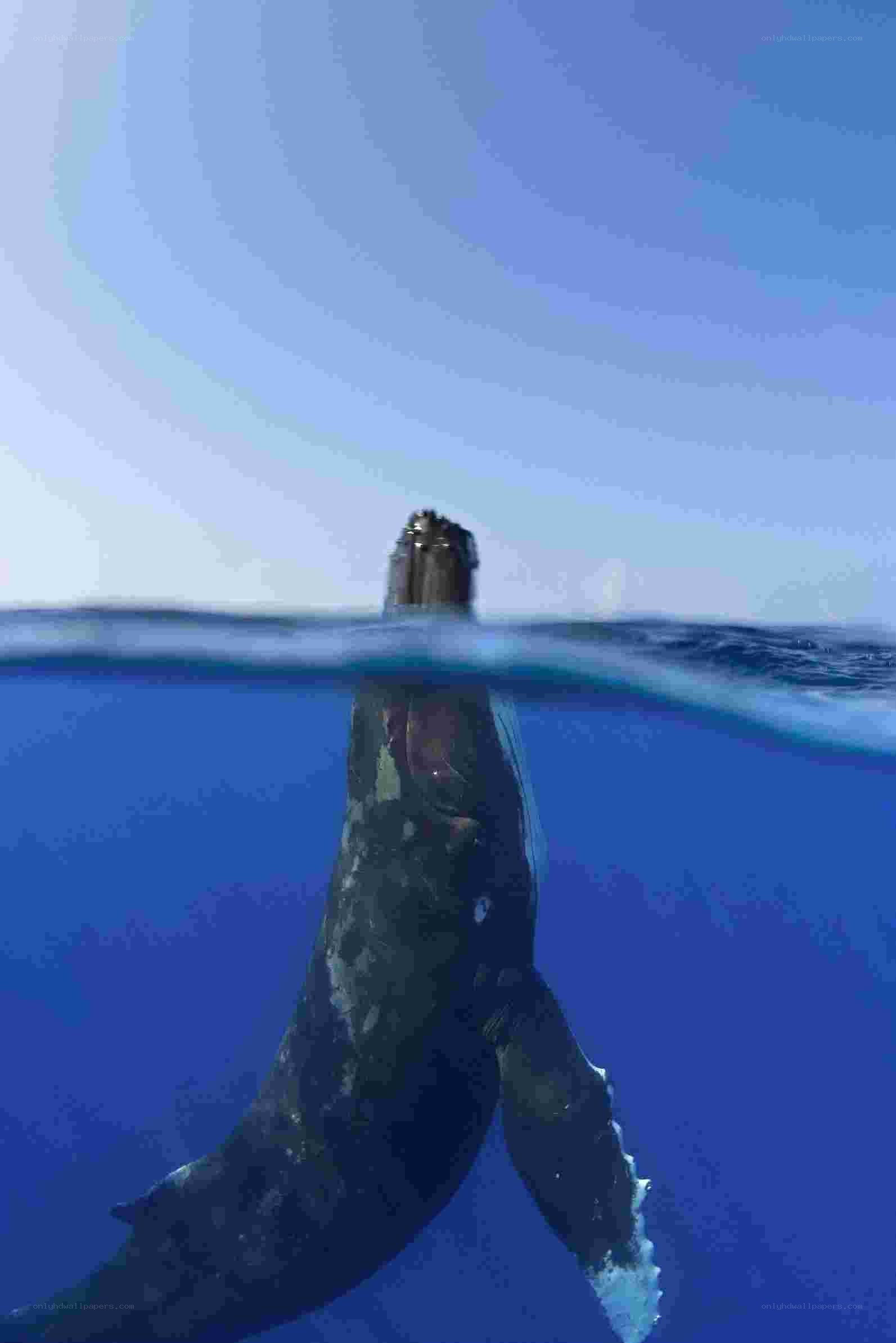 Humpback whale at surface