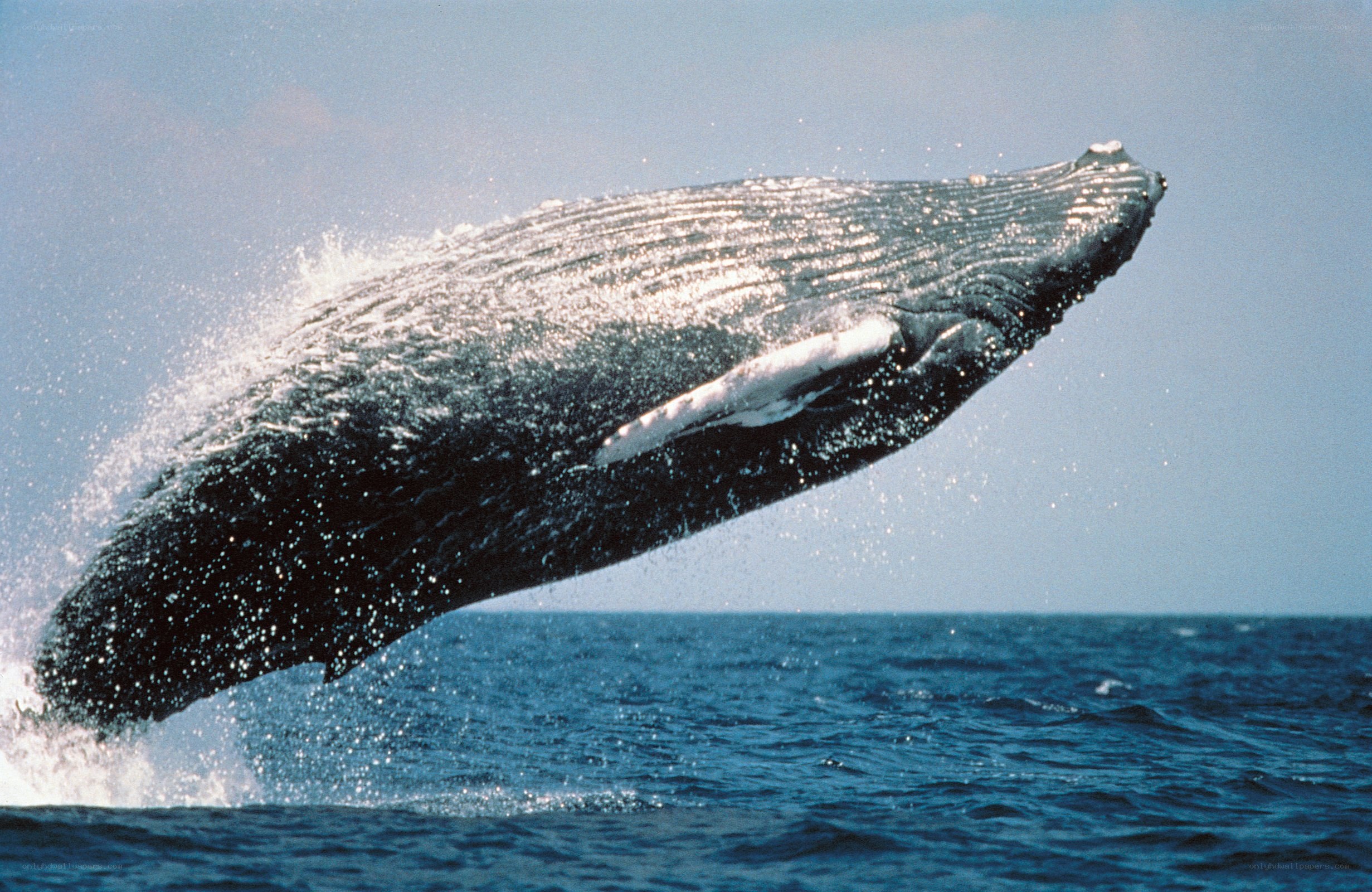 Humpback whale breaching