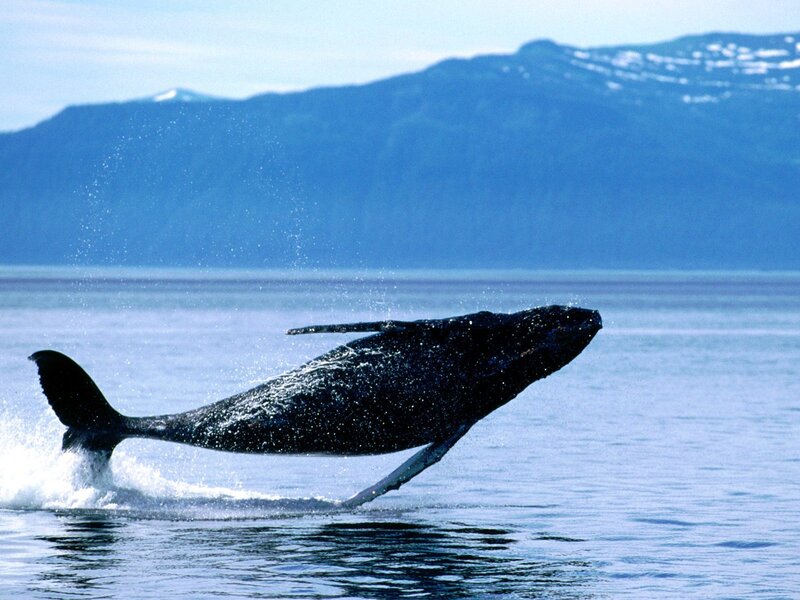 Humpback whale breaching