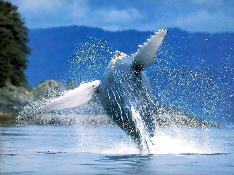 Humpback whale breaching