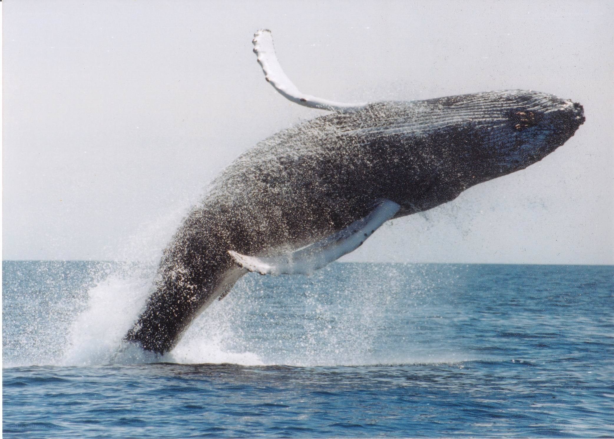 Humpback whale breaching