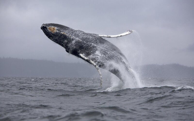 Humpback whale breaching
