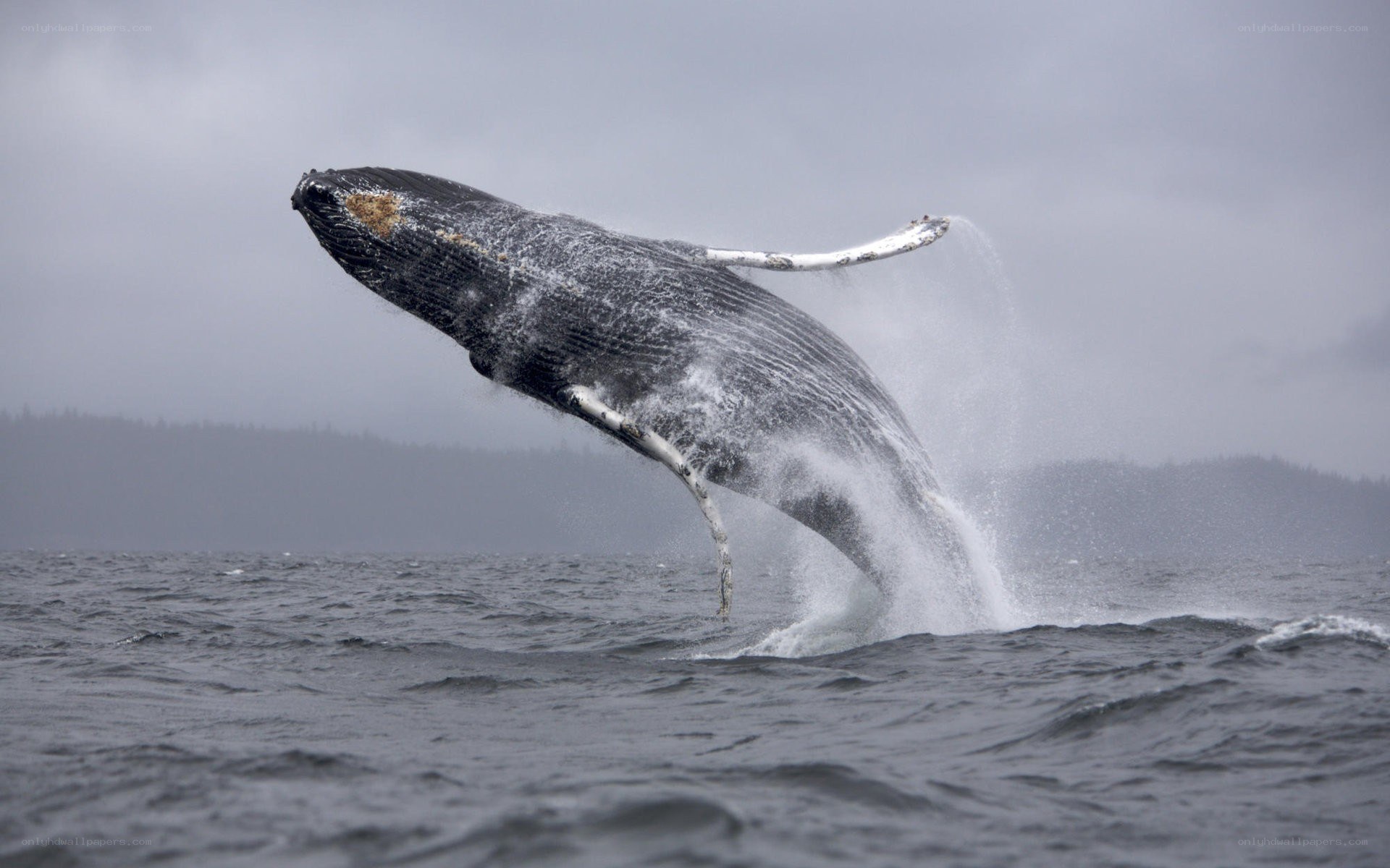 Humpback whale breaching