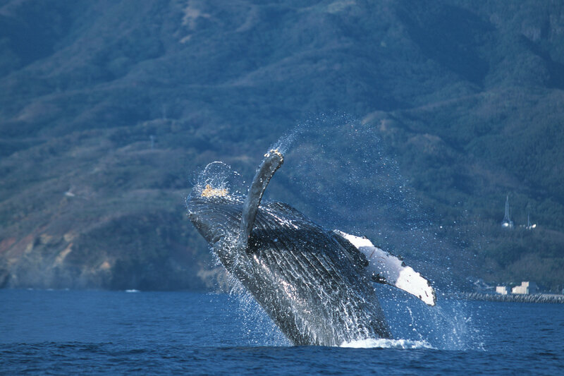 Humpback whale breaching