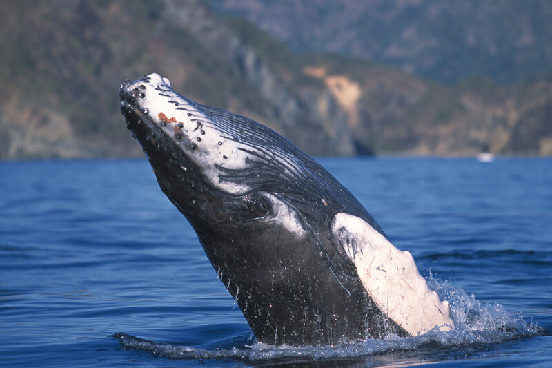 Humpback whale breaching