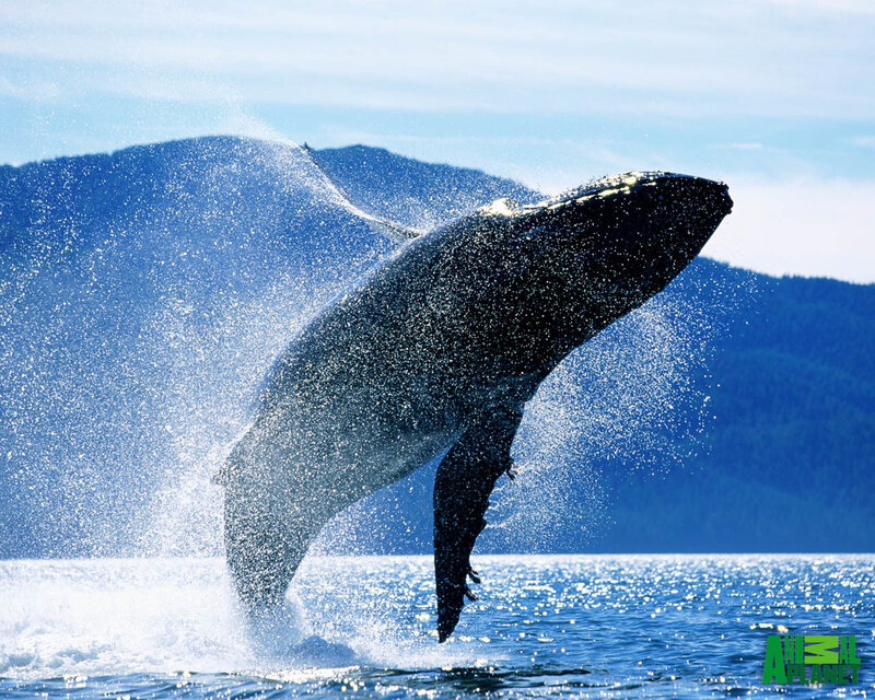 Humpback whale breaching