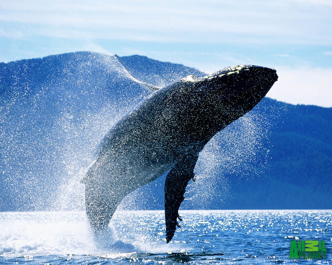 Humpback whale breaching