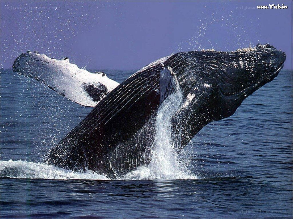 Humpback whale breaching