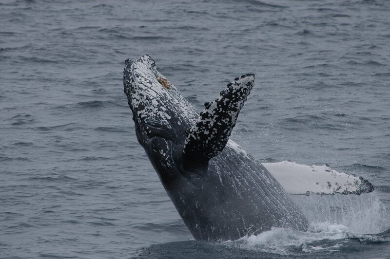 Humpback whale breaching