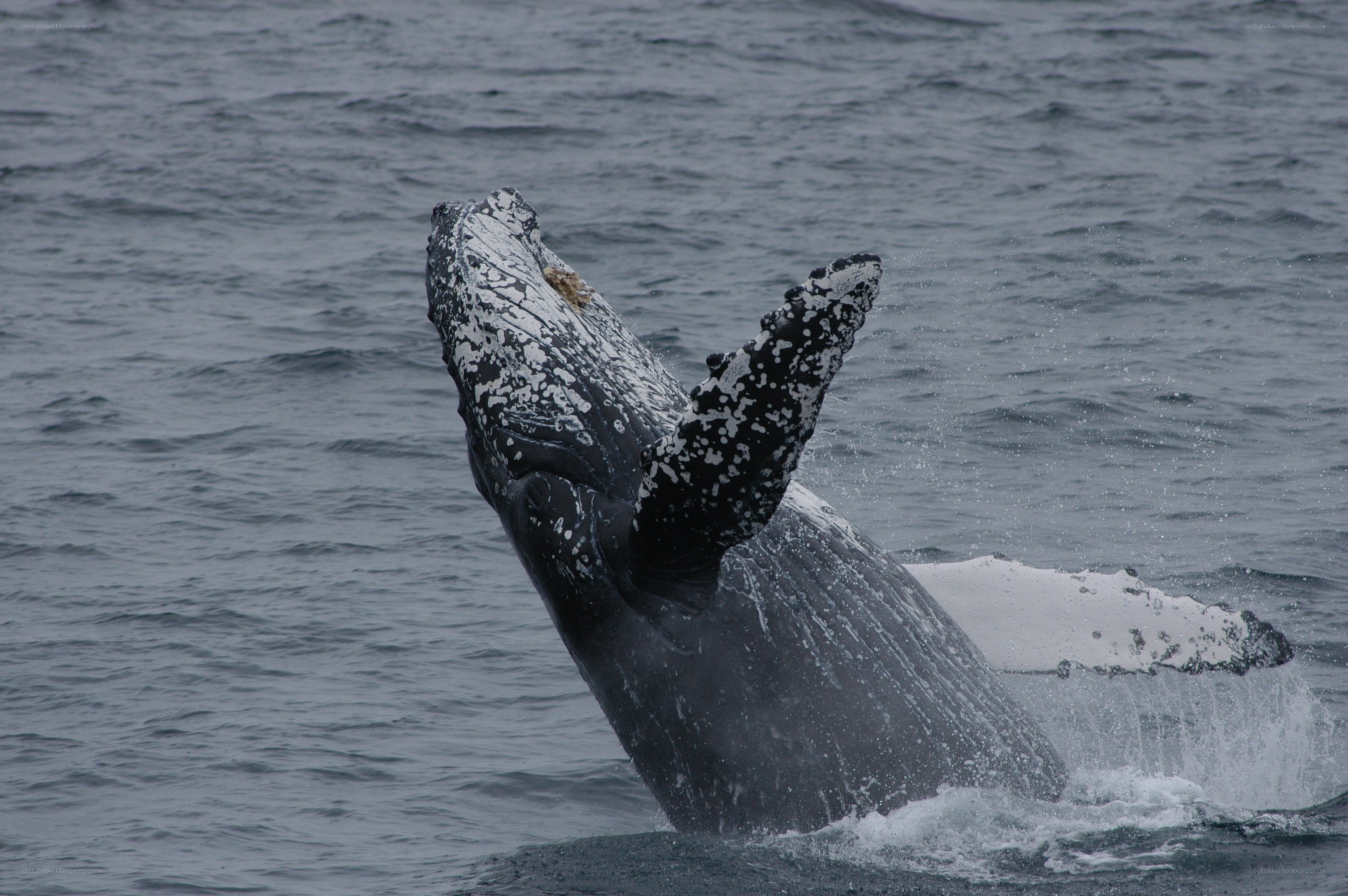 Humpback whale breaching