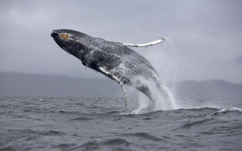 Humpback whale breaching