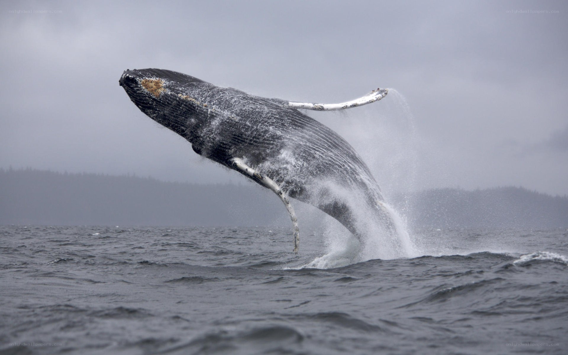 Humpback whale breaching