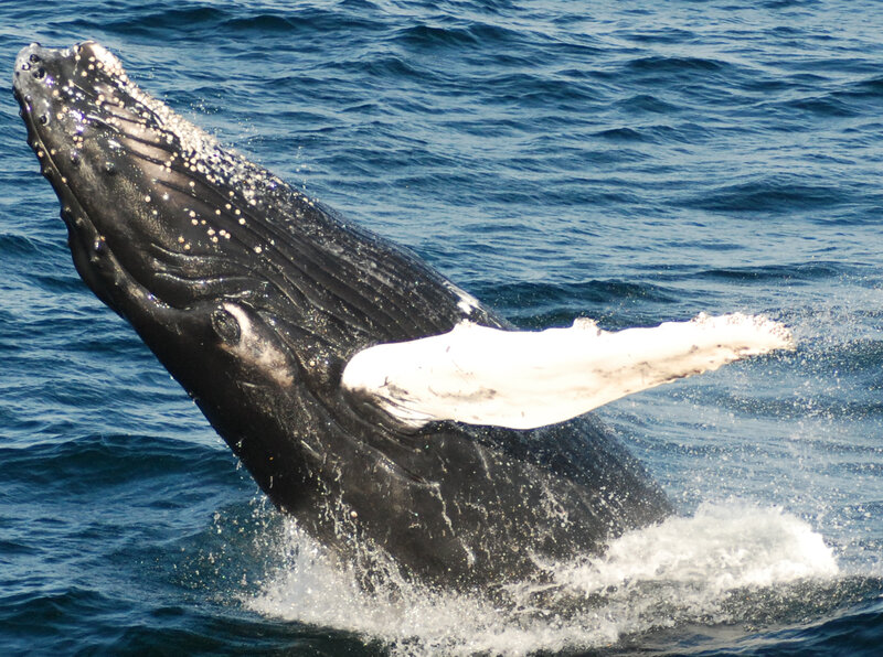 Humpback whale breaching