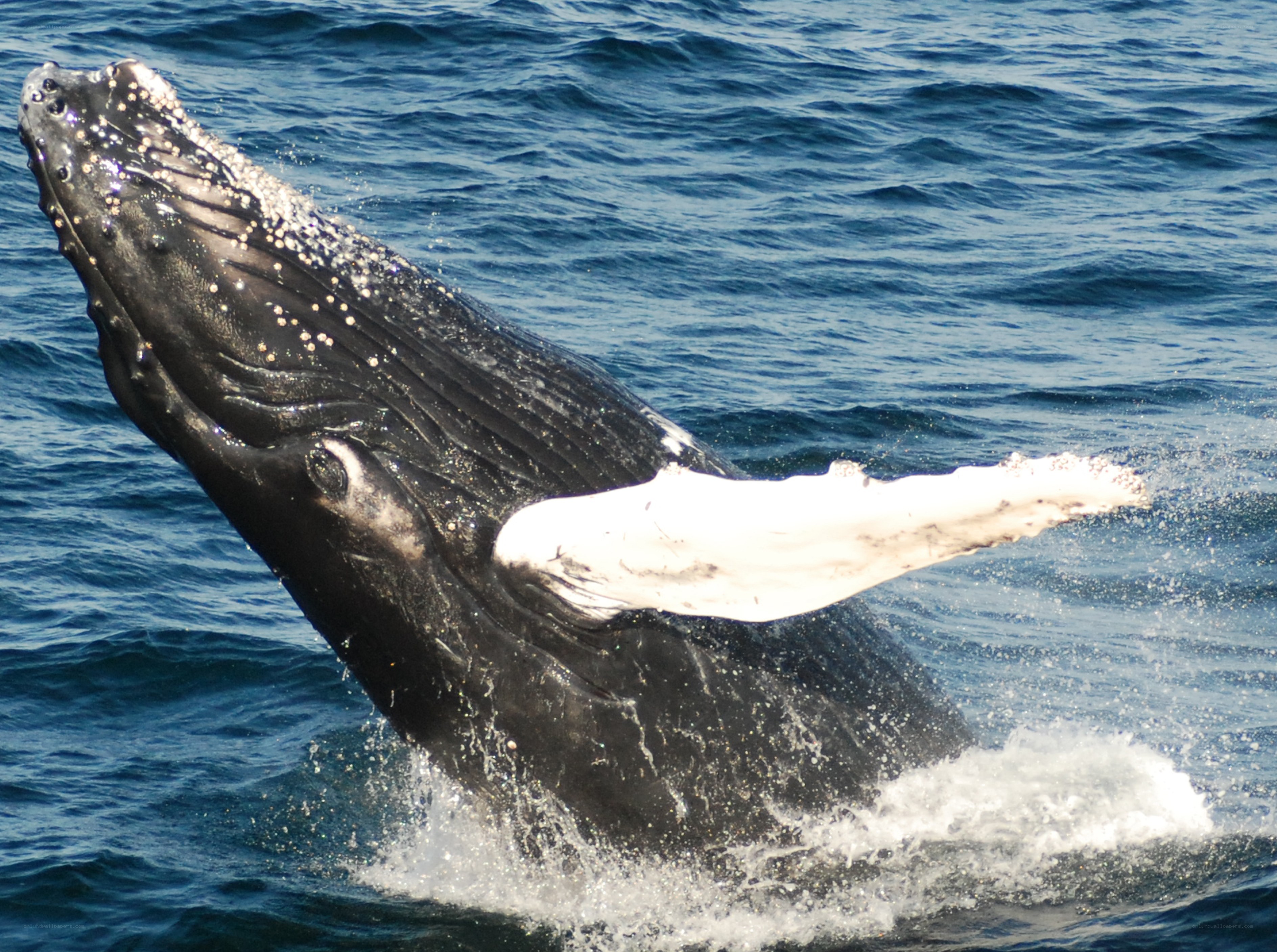Humpback whale breaching