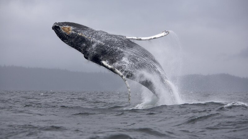 Humpback whale breaching