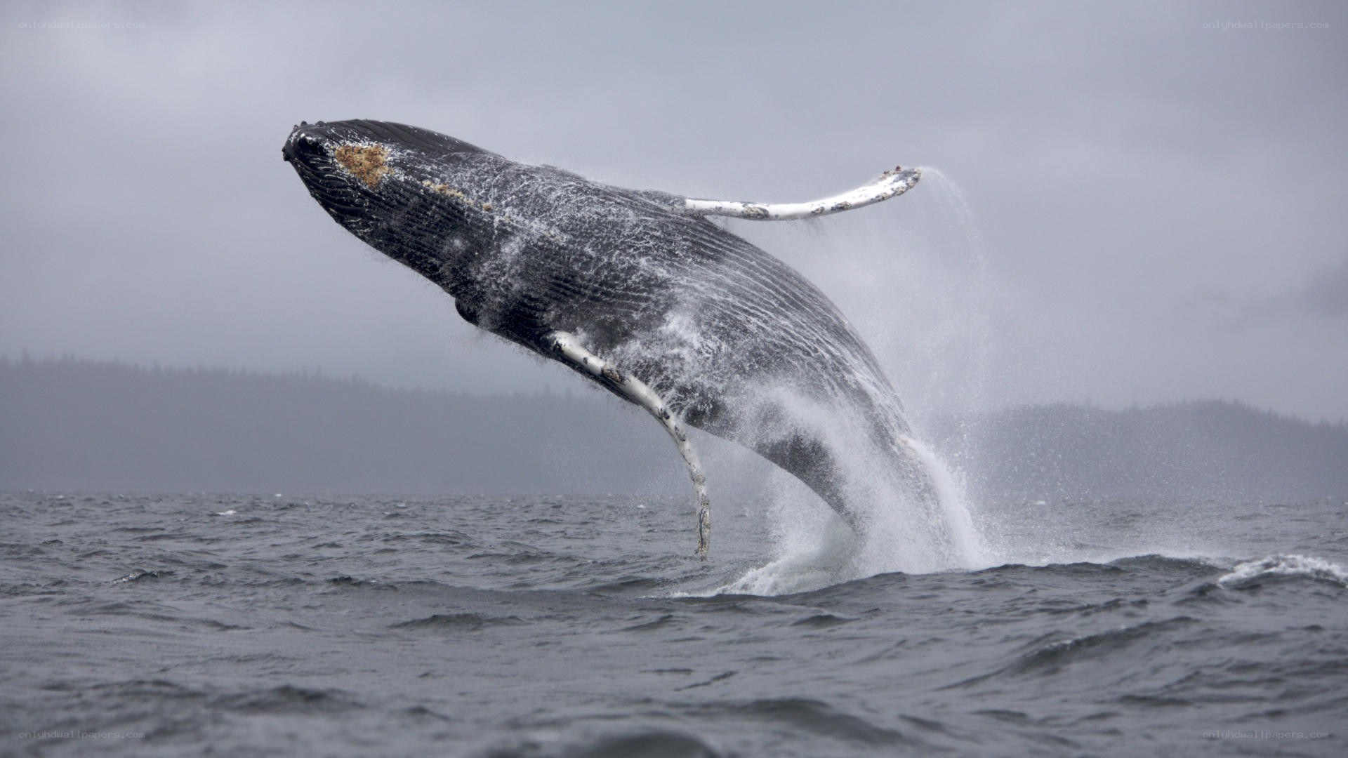 Humpback whale breaching