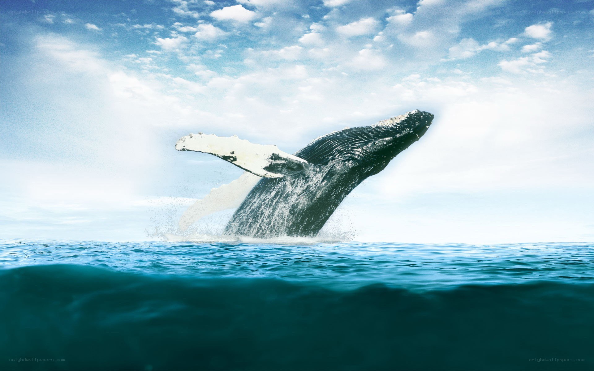 Humpback whale breaching