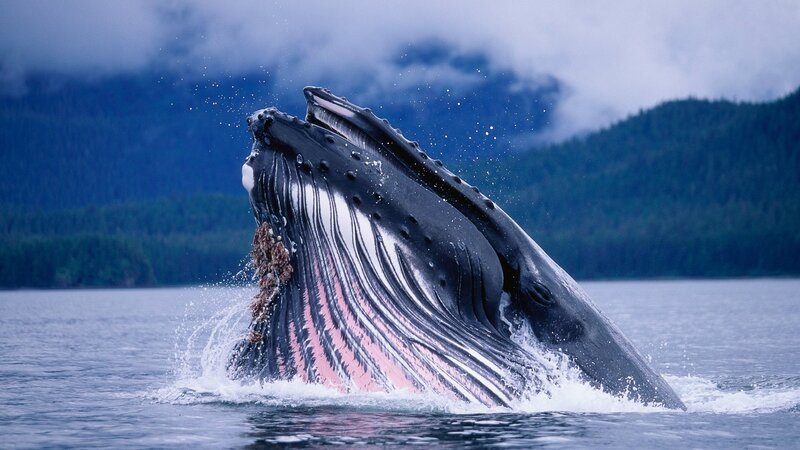 Humpback whale breaching