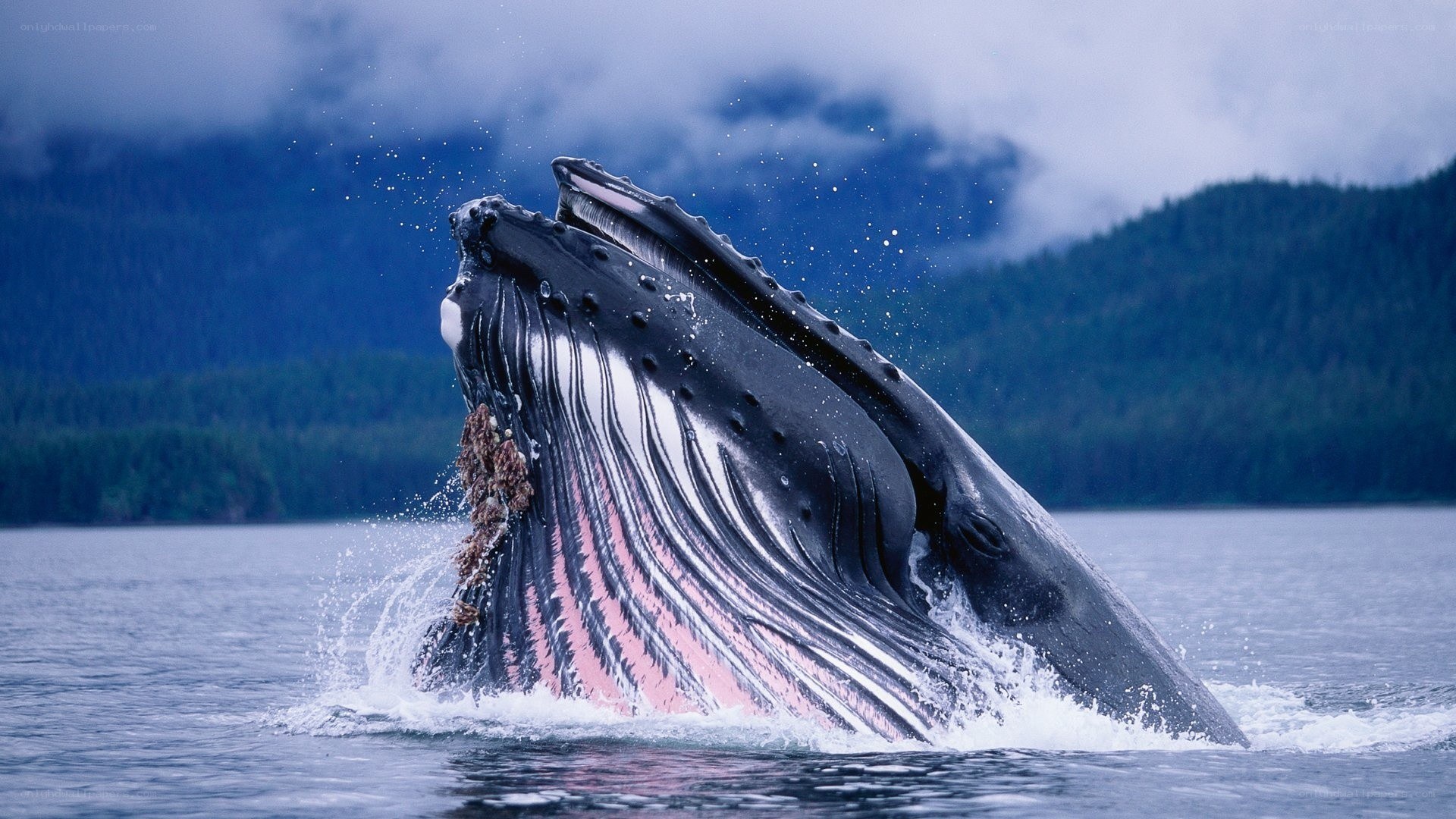 Humpback whale breaching