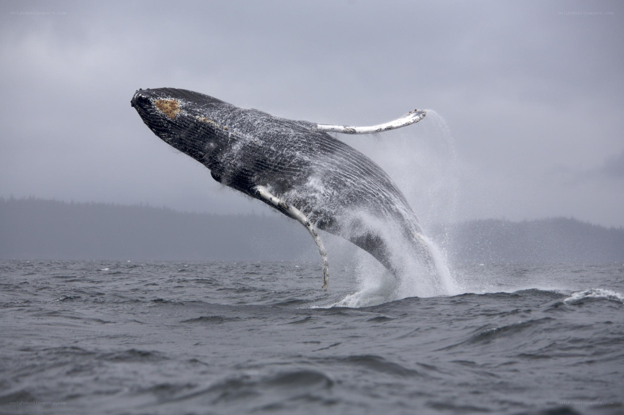 Humpback whale breaching