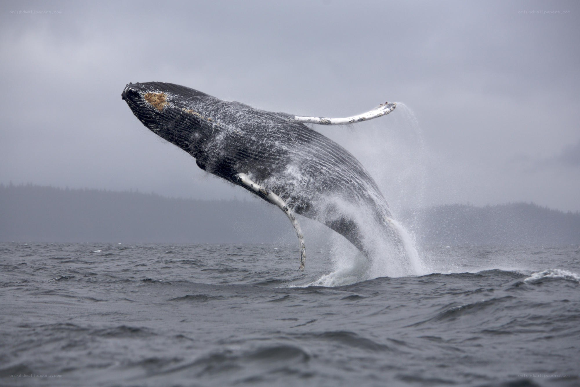 Humpback whale breaching