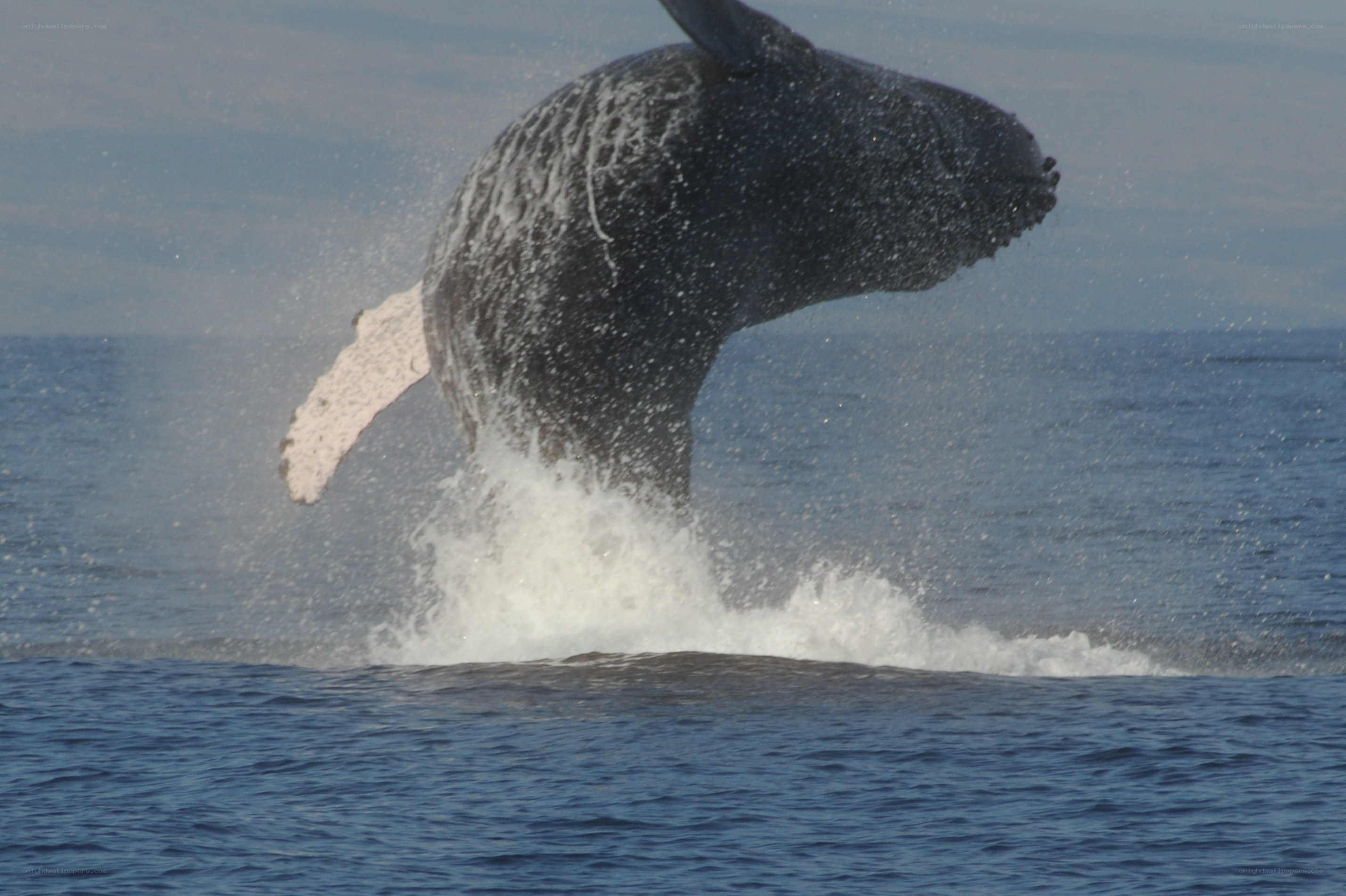 Humpback whale breaching